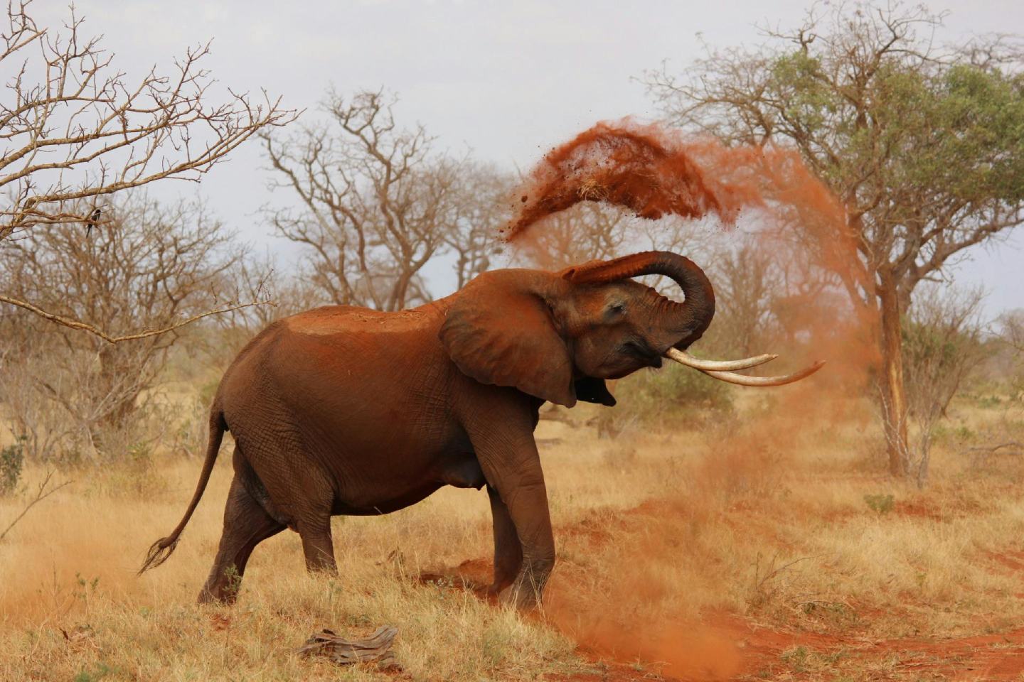Afrique